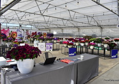 Westhoff and PAC at Greenfuse.